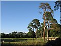 Pasture and trees in BA15 2JQ