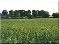 Sunflowers at Hartley Farm in BA15 2NF