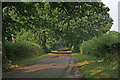 Tree lined road, Lyndon, Rutland in Lyndon