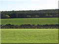Farmland north of Cock Wood in NE45 5RE