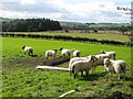 Farmland southwest of Carr Edge in NE47 5DZ