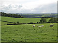 Farmland south of Carr Edge in NE47 5DZ
