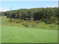 Farmland and plantation east of Carr Edge in NE47 5DZ