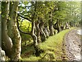 Beech trees below Byne Hill in KA26 0LS