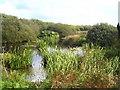 One of the ponds at Sweet Water Trout Farm in TR26 3AG