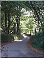 The road between Higher Hill Wood and Lower Hill Wood in TR26 3HZ