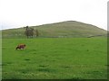 Heifer and pasture, Croft-an-Righ in EH46 7AB