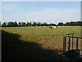 Cattle grazing near Green Acre in YO7 3AH