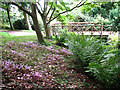 Killerton: footbridge in EX5 3LN