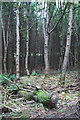 Woodland near mute hill in DG6 4XF