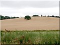Wheat Field near Wood House Farm in HR1 3LD
