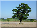 Farmland and oak tree north of Trescott, Staffordshire in WV6 7EX