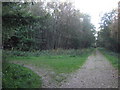 Bridleway and woodland track junction in West Wood in CT4 6DL