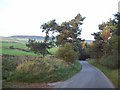 Scots Pine Trees near Abney in Abney and Abney Grange