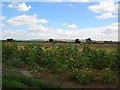 Sunflowers at Belsom Farm in YO42 4AF