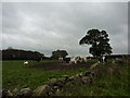 Cattle grazing by White House Farm, Shottle in DE56 2EE