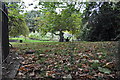 London : Kensington Gardens - Leaves on the Grass in W8 4PU