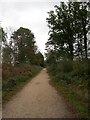 Brownhill Inclosure, track in BH25 5TX