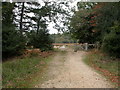 Brownhill Inclosure, gate in BH25 5TX