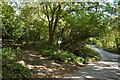 A footpath to Yelland through Bickleton Wood in EX31 3FJ