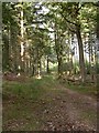 Roe Inclosure, forestry track in BH24 3RA