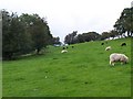 Sheep grazing below Allt Ddu in LD3 8LH