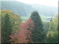 Autumn colours in the Clywedog Valley near Llanidloes in SY18 6ND
