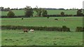 Paddocks and horses near Stocks House in Newbold Verdon with Desford and Peckleton Ward
