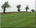 Hedge and trees near Lindridge Hall Farm in LE9 9FD