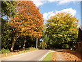 Burley: autumn colours in Pound Lane in BH24 4EE