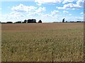 Barley Fields Looking Towards Kinnell Church in DD11 4UL