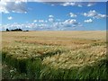 Golden Fields of Barley in DD8 2TT