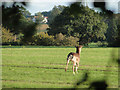 Young buck Fallow deer in IP19 8NX