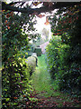 Path between two gardens, Westhall in IP19 8NX