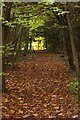 Path through Cuckoo Wood in TN14 7RA