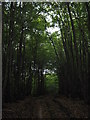 Footpath in Stockshill Wood in TN25 7BL
