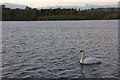 Mute Swan (Cygnus olor) on Stormont Loch in PH13 9HP