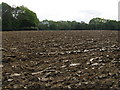 Recently ploughed field with Hookhurst Copse behind in RH14 0AS