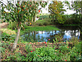 Ornamental pond by Gables Farmhouse, Hemblington Corner in Hemblington