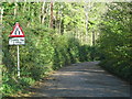 Road narrows through the woods north of Chawleigh in EX18 7HH
