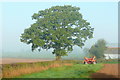 Oak tree at Astman's Farm in GL2 8DJ