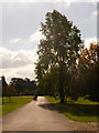 Exbury: main drive of Exbury Gardens in SO4 1AR