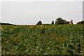 Sunflower Field in CO16 8ES