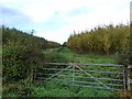 Willow plantation at Westgillsyke Farm in DG16 5HR