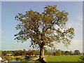 Large tree on the towpath of the Leeds Liverpool Canal in BD23 3RE