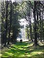 Footpath in Halfridge Wood, Nettlebed in RG9 5BN
