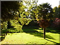 Bournemouth: palm tree and overhanging oak foliage in BH2 5QJ