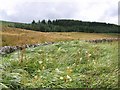 Field and forest near Stannersburn in NE48 1BQ