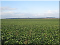 Sugar Beet field on Barnetby Wold in DN38 6EN