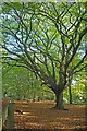 Hornbeam & Hainault Forest in IG7 6ES